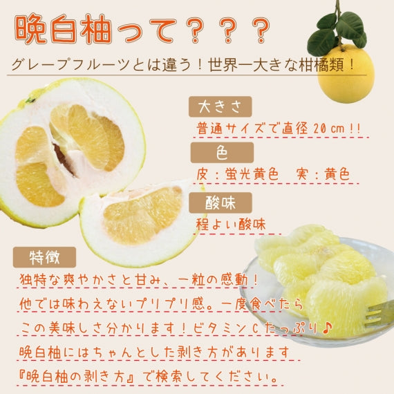【送料無料】熊本特産品 八代地区氷川町産"晩白柚"(ハウス物) Lサイズ2玉＝今シーズンの販売は終了＝