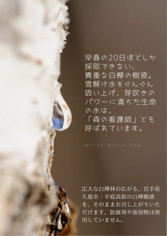 「TBSラヴィットで紹介されました」【送料込】飲む白樺樹液　カラダの中からキレイになろう　美容・健康に！白樺樹液100％ドリンク6本セット