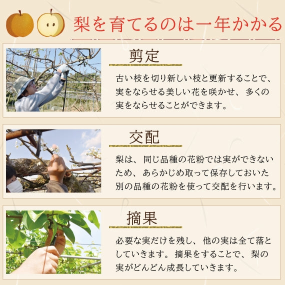 【今が旬！】上品な甘みでジューシー♪熊本県産　吉野梨4㎏