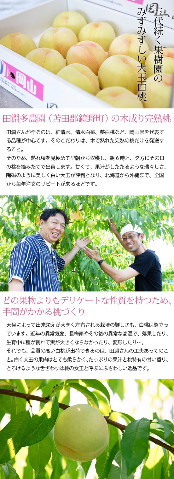 【送料無料】日本ギフト大賞岡山賞受賞！JAL国内線ファーストクラス機内食採用！岡山 清水白桃ケーキ12個入り