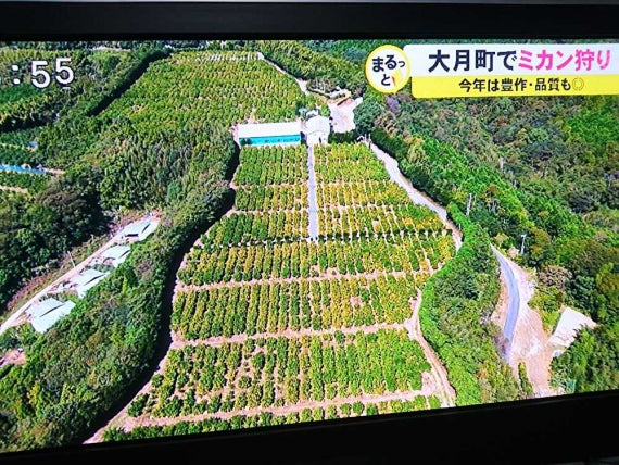 【わけありお徳用】【龍馬感激こつぶちゃん】（5kg箱）小さな体にギュッと美味しさが詰まってます！送料無料(一部地域を除く）【家庭用選別】【フルーツ】