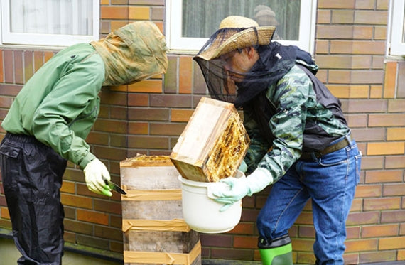 日本蜜蜂のはちみつ