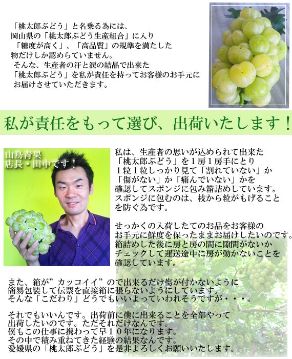 【販売中】一度食べたらクセになる！桃の形に似た大粒果実「桃太郎ぶどう」（３～５房入)