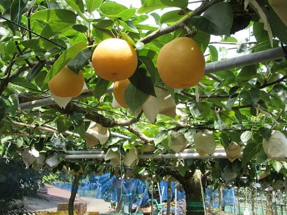【送料込み】高知産　森沢梨園　りんか梨２kg（５玉～６玉）