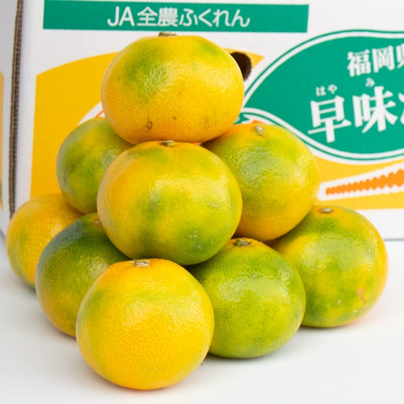 【予約販売】福岡産早味かん(はやみかん) 【フルーツ】