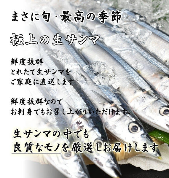 【旬 鮮度抜群】北海道産 お刺身生サンマ　20尾　送料無料※沖縄は別途1800円　【入荷次第発送】