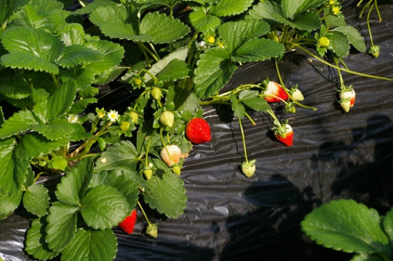 【栃木県発！】とちあいかいちご大福　 6個入り 　