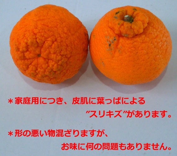 【販売終了】酸味も甘味も兼ね備えた露地デコポンしらぬい（ﾃﾞｺﾎﾟﾝ）（家庭用）　約9～10ｋｇ　不揃い　を産地直送
