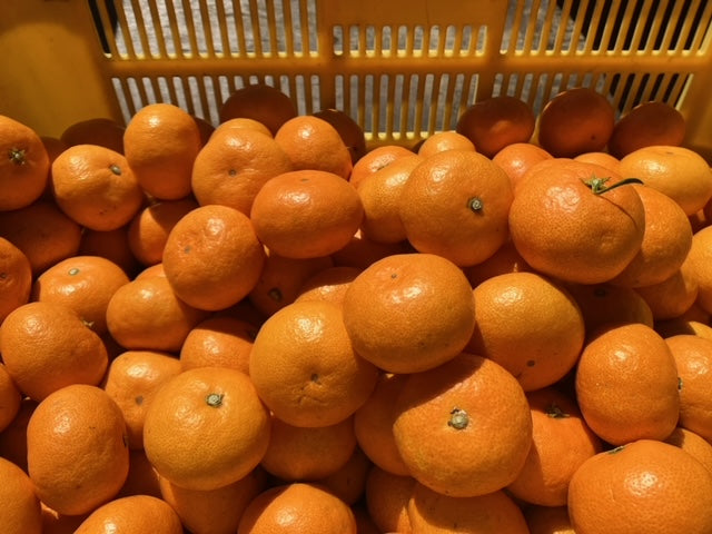 ★ミカン好きに大好評！【龍馬感激みかん(R)こつぶちゃん】（5kg箱）小さな体にギュッと美味しさが詰まってます！送料無料(一部地域を除く）！ギフトにもどうぞ、【レギュラー選別】【フルーツ】