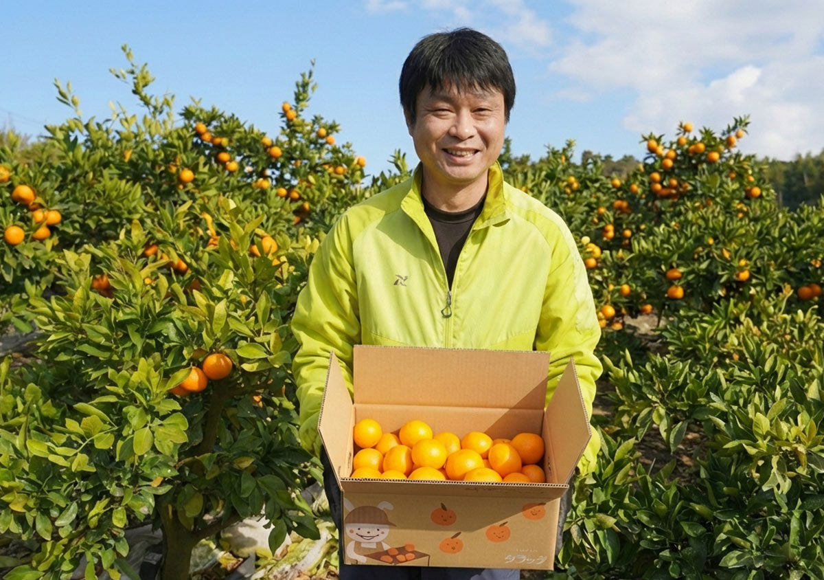 ★新春セール！SALE！★ 【冬の完熟みかん！】タラッタの旬の太良ミカン