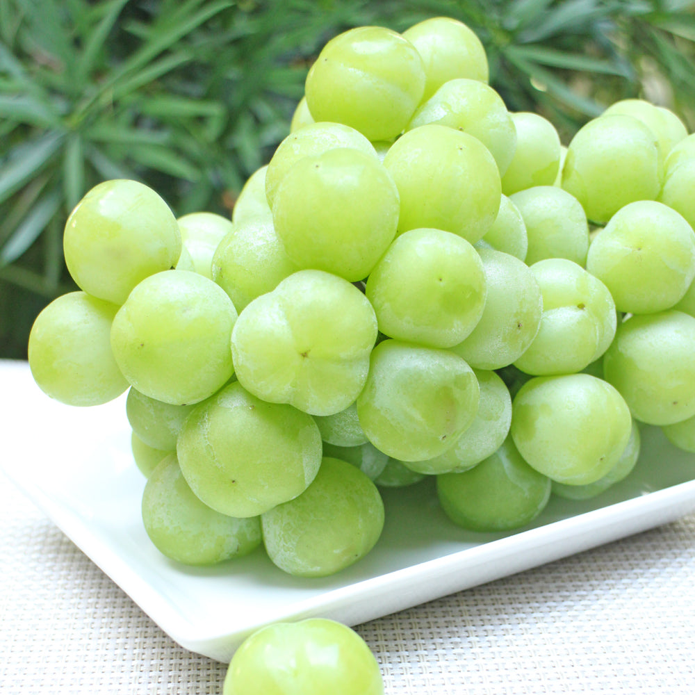 瀬戸のしずく餅 １５個入り　～大きなマスカットを包んだ果実のお菓子～