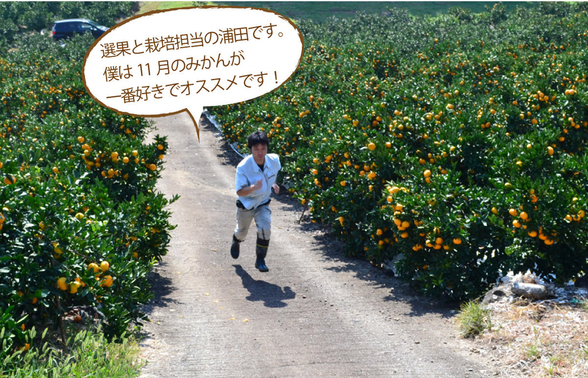 ＼＼ミカンが美味しい季節だから／／早生みかん定期便（約10日毎に3回届く）