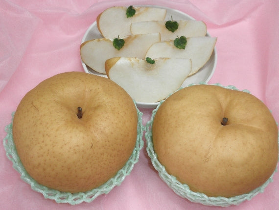 岡山特産あたご梨「日本最大級の梨」(ジャンボ梨）特大２個入り（2.4ｋｇ以上）愛宕梨【お歳暮2022】【フルーツ】発送は、１１月下旬から。