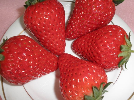 岡山県産　真っ赤な大粒いちごのビックリバスケット【特大】（約1.4㎏）★凝縮されたジューシーな美味しさが最高です！発送は１１月下旬から