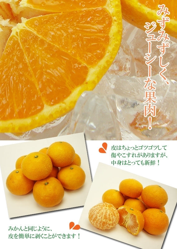 ■販売終了■｢愛媛特産」★完熟春みかん★カラマンダリン[なつみ]5kg　2L～Mサイズ（サイズ指定不可)