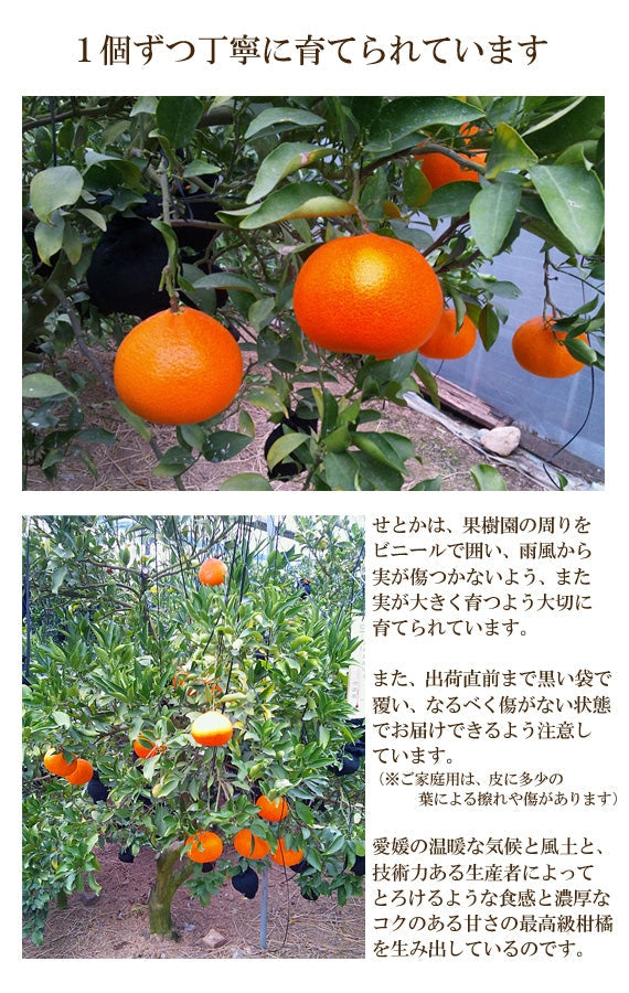 【販売終了】とろける食感！！　「せとか」（化粧箱入り）約３ｋｇ　４Ｌ～２Ｌサイズ　８玉～１２玉