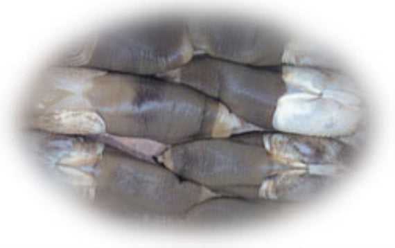 有明漬　海茸粕漬200ｇ