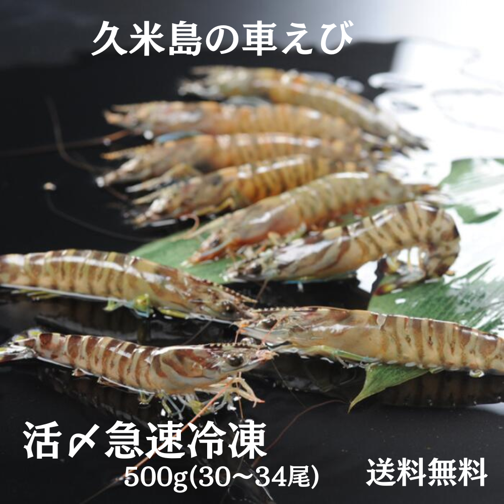 久米島産車海老　500g（30～34尾）お中元　お歳暮　ギフト（送料無料）