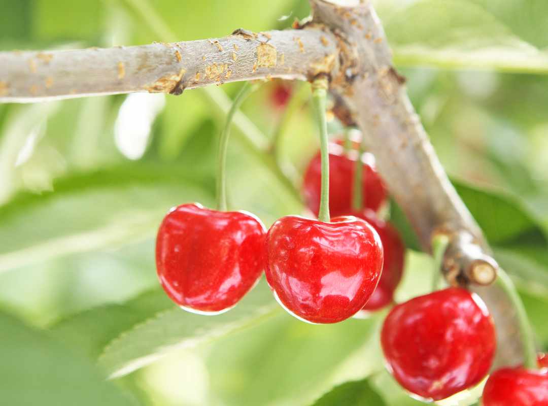 真夏のさくらんぼ「紅姫（べにひめ）」（2L～3Lサイズ 桐箱詰）約1,100g　先行予約受付中【7月20日～8月10日にお届け】