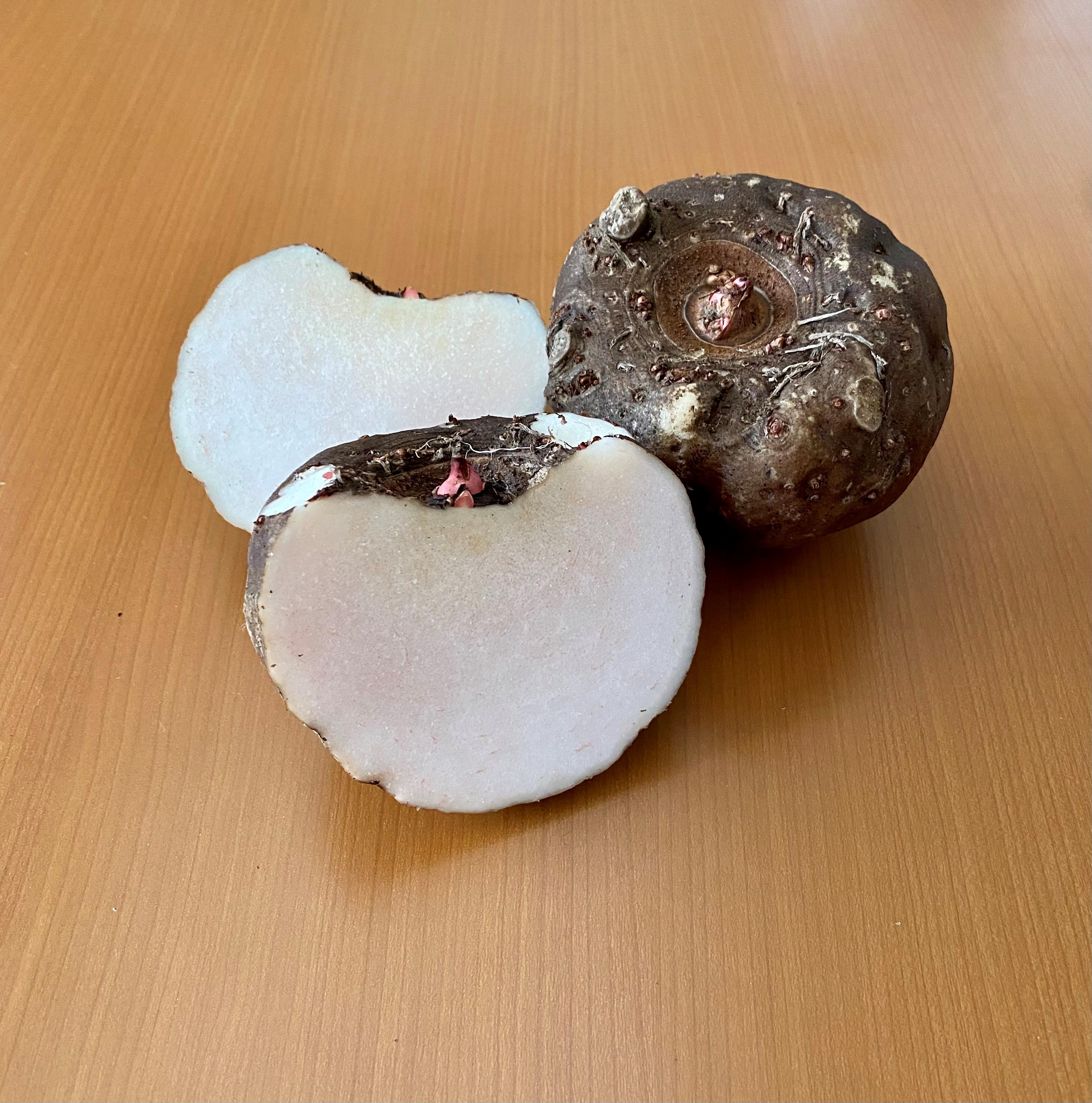 2025年度産こんにゃく生芋入荷開始！！】群馬県産こんにゃく芋を下仁田