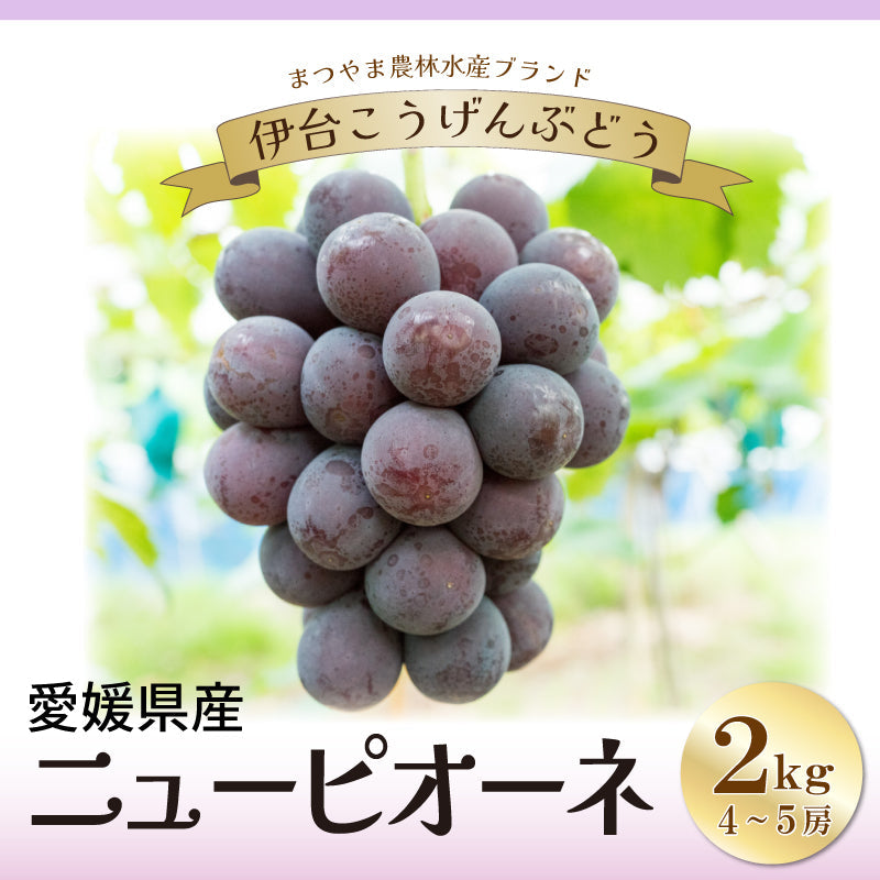 ※今季販売終了※【送料無料】愛媛県産「ニューピオーネ（伊台高原ぶどう）」約2kg〈JA正規箱入〉