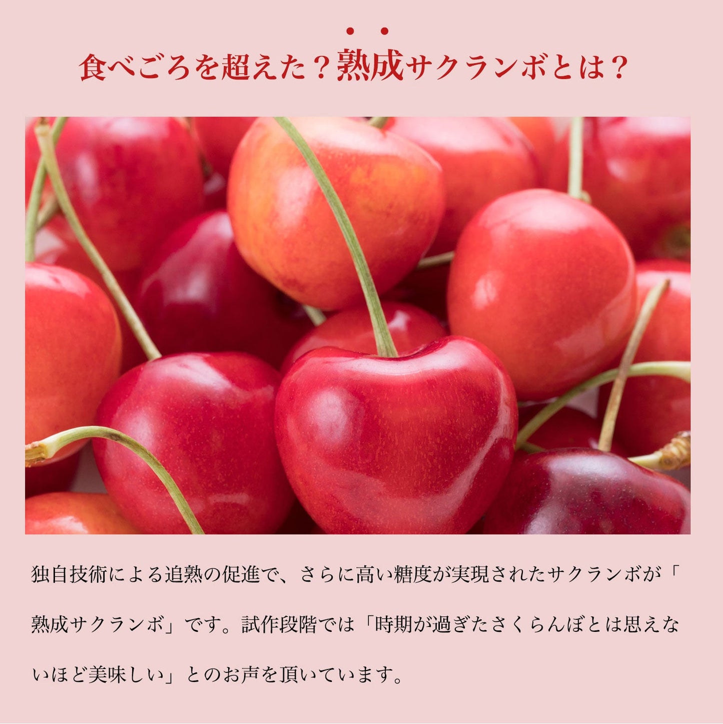 【販売終了致しました次年度販売をお待ちください】【数量限定】【期間限定】熟成サクランボ・山形県産