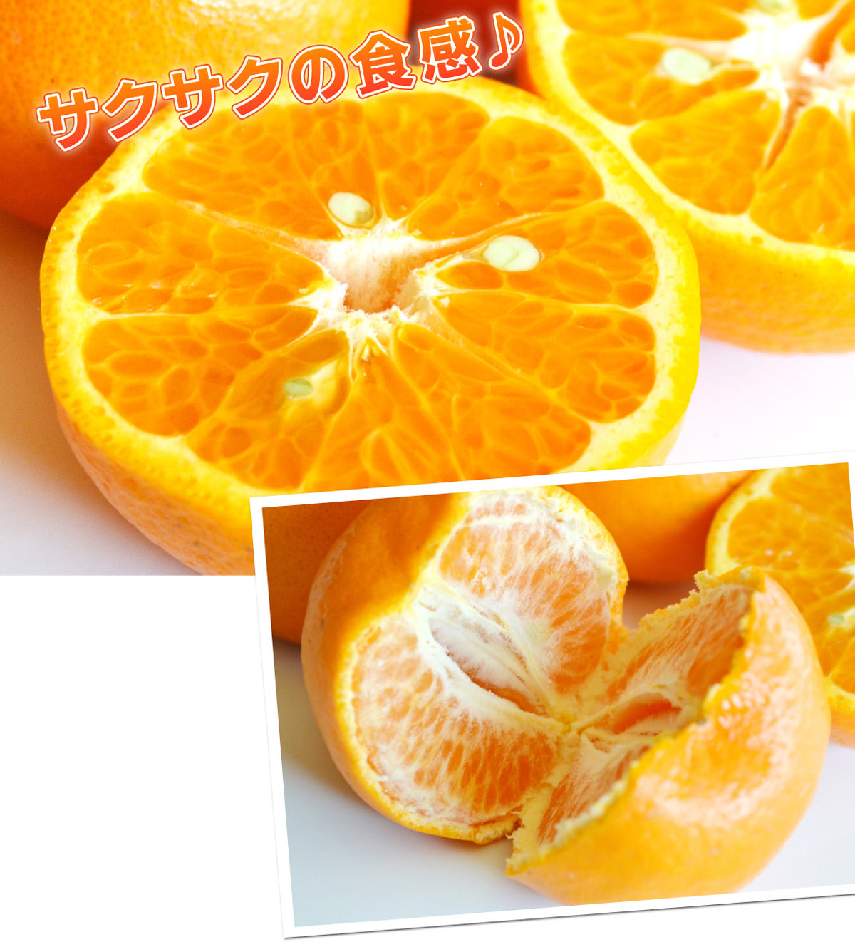 【春の柑橘】濃厚な甘さとサクサクの食感★ポンカン★