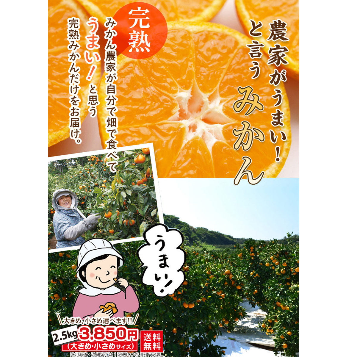 【完熟！甘酸っぱい！】★農家が旨い！と言うミカン 2.5ｋｇ（サイズを選べます）★