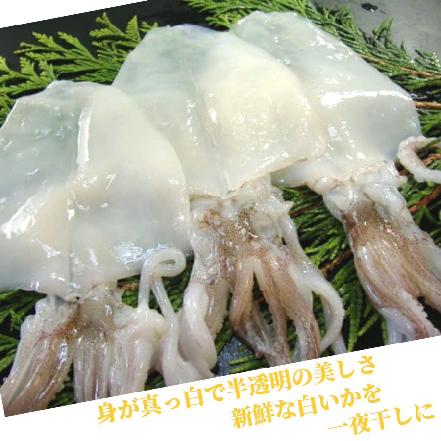 浜田産人気の白いか（剣先いか）一夜干し【大きめサイズ4枚入り】　