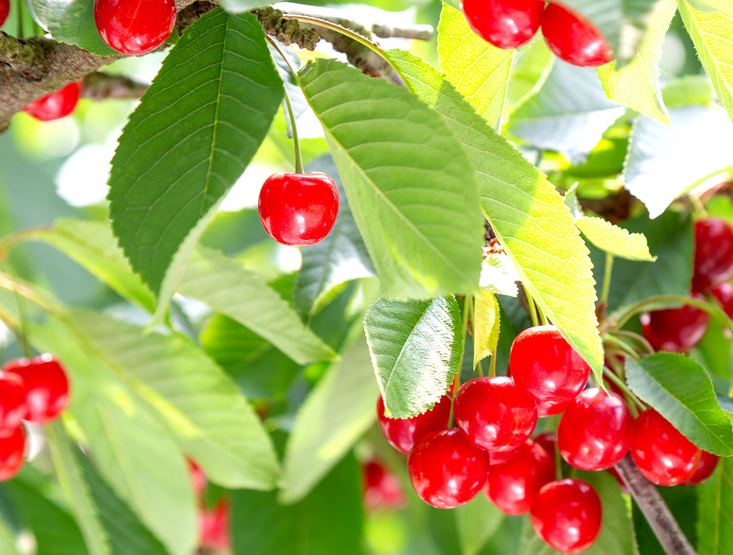 2025年ご予約受付中【6月下旬～7月上旬ごろお届け】 山形産 さくらんぼ  紅秀峰 2L~3L 特秀 バラ並び詰め 1kg ご贈答用に最適！