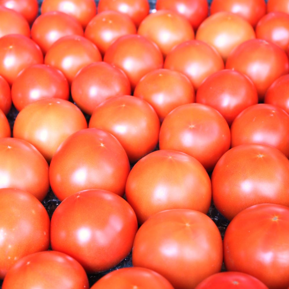【送料込み】ぜいたくトマト 利根の朝露　1kg（8~11個）