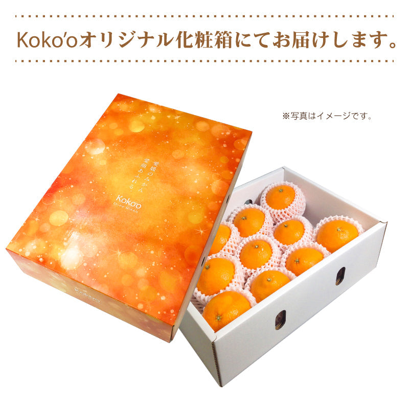 ※2025年9月頃より予約開始予定※【送料無料】かんきつの最高峰！高級ブランドかんきつ「紅まどんな」〈秀品・高級化粧箱入〉約3kg
