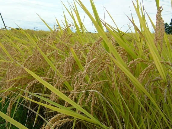 特別栽培米　減農薬白虎米【会津産コシヒカリ】５ｋｇ