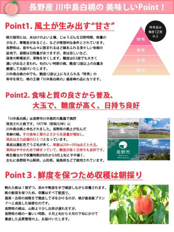 【売り切れ】【送料無料】川中島白桃(桃) ※山梨県産は８月上旬、長野県産は8月中旬（お盆明け）より順次発送※期日指定不可【お中元2025】【フルーツ】