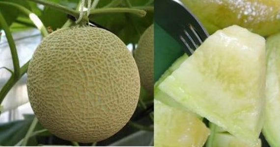 マスクメロン（アールス種）九州・高知・岡山産（1.3ｋｇ×2個入り）「マスクメロンは、王様」　★送料無料！