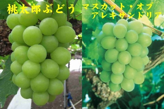 予約販売！「岡山特産」桃太郎ぶどう（1房)とマスカットオブアレキサンドリア（2房）【発送は８/20から】