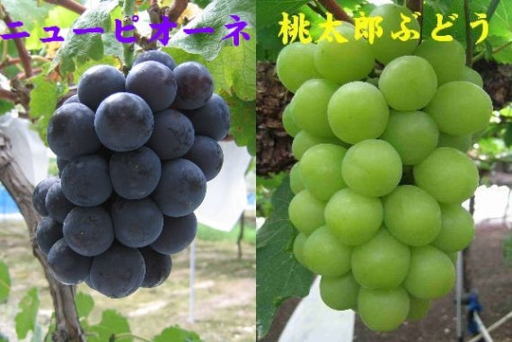 予約販売！「岡山特産」桃太郎ぶどう（1房）とニューピオーネ（1房）詰合せ（温室栽培）【発送は８/20から】