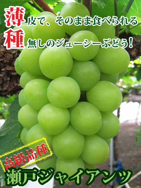 岡山特産「瀬戸ジャイアンツ」1房（約800g）【赤秀】薄皮で皮ごと食べれて、しかも種無し!
