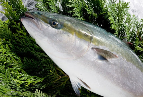 笹寿し　天然ぶり　１０個入