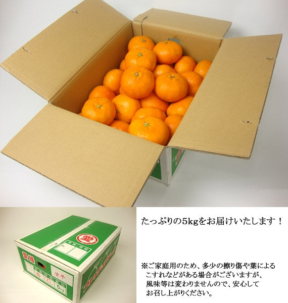 【販売終了】薄皮・種なし・果肉はじけるうまさ！甘　平（かんぺい）　ご家庭用（キズ・不揃いあり）　約５ｋｇ　4L～Lサイズ（サイズ指定不可）
