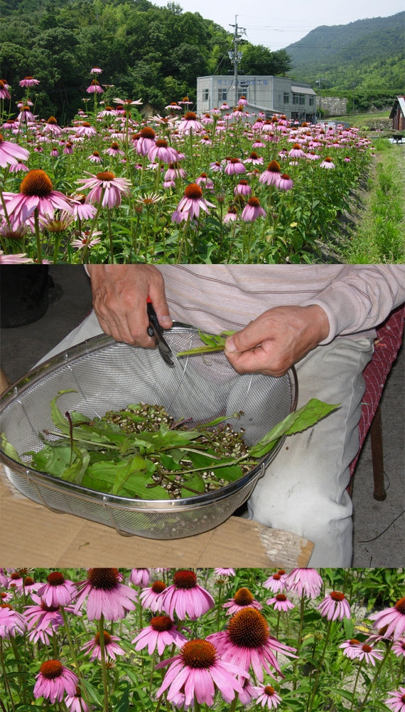 【送料込】添加物と砂糖をつかわない海藻ゼリー　りんご１２個　