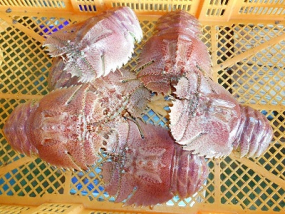 志々伎漁協から直送！見てビックリ！長崎県平戸天然活き「オオバウチワエビ」大サイズ約1㎏(5匹～7匹）