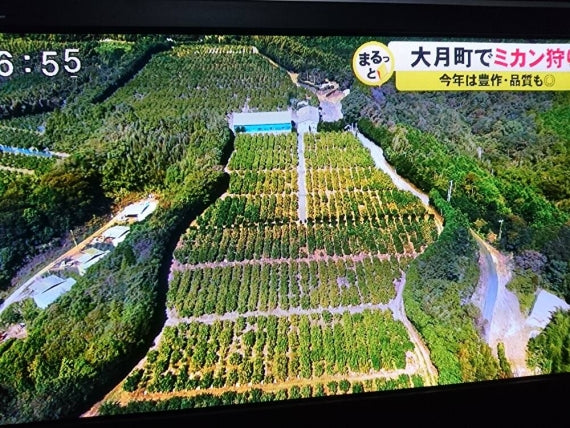 【龍馬感激みかん３キロ箱30～48個】（送料無料一部地域除く）秋の香りを一足早く感じる一品,【レギュラー】