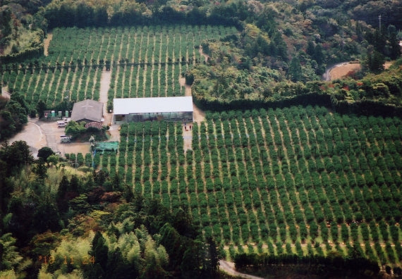 10/11より【わけあり家庭用】5キロ箱（送料無料一部地域を除く）特殊フィルム栽培の【龍馬マルチみかん】