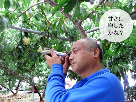訳あり シャインマスカット 2.5㎏【地域限定送料込】【配送日は指定できません】