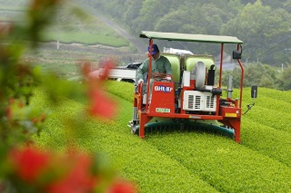 黄綬褒章受章園、北村製茶の有機緑茶2本セット
