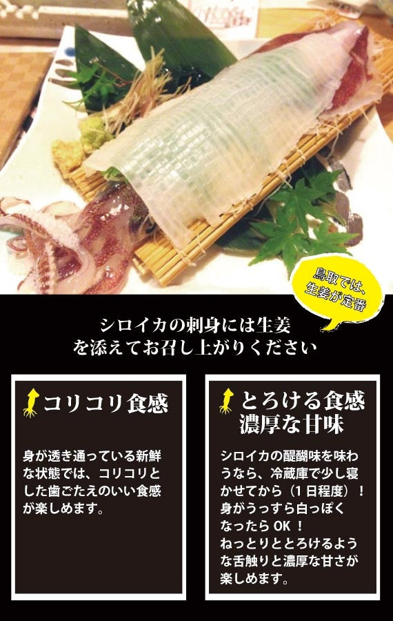 天然白いか　５匹入り　合計1kg前後【活生】【鳥取産】【天然】【日本海産】