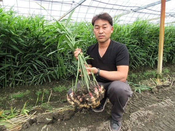 【送料込み】高知市春野町産 高橋さんの新生姜　４ｋｇ　