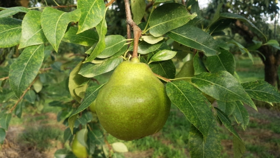 【送料無料※本州のみ※・手数料込】農家直送　山形県産　ラフランス ３kg 　３Ｌ（９玉）または４Ｌ（８玉）サイズ