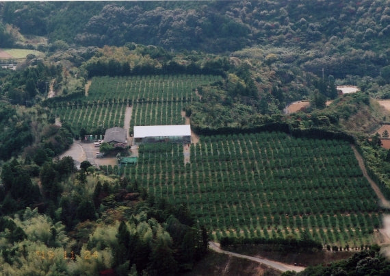 10/15より【お手頃ギフト用厳選】（送料無料一部地域除く）マルチフィルム栽培の【龍馬感激マルチみかん３キロ箱：30～40個】